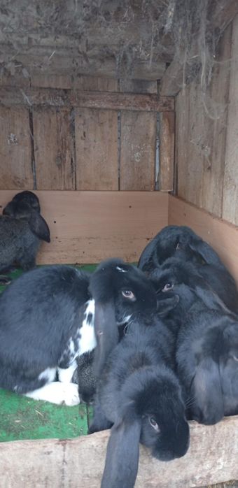 Króliki Baranek Francuski