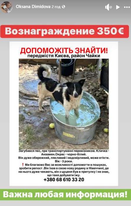Пропала собака Аквамен! Район Чайки, Київська обл. Винагорода €350