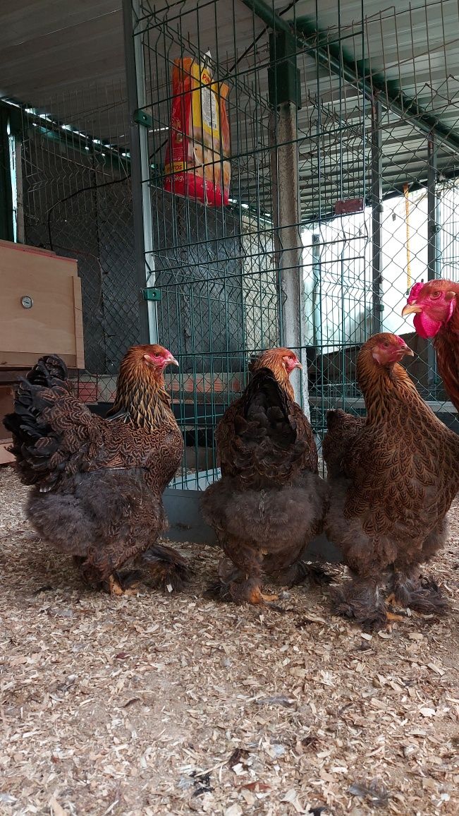 Ovos Brahma Perdiz | Pintos Rhode Island Red