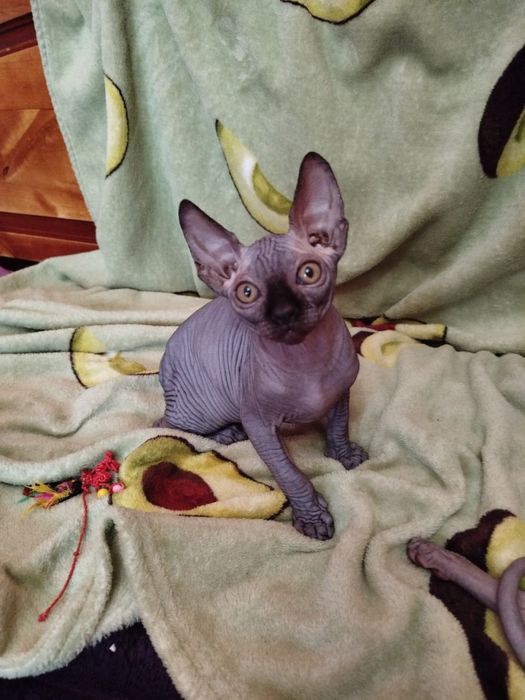 Хлопчик сфінкс