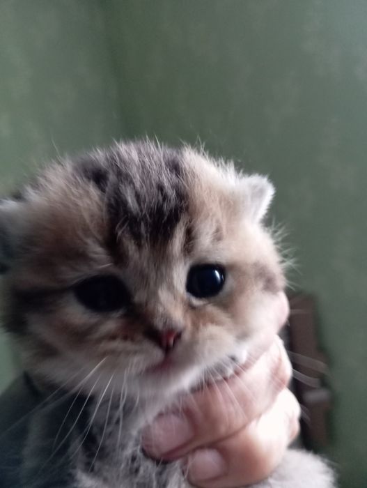 Бомбезні котята золотої шиншили від клубних батьків з паспортами