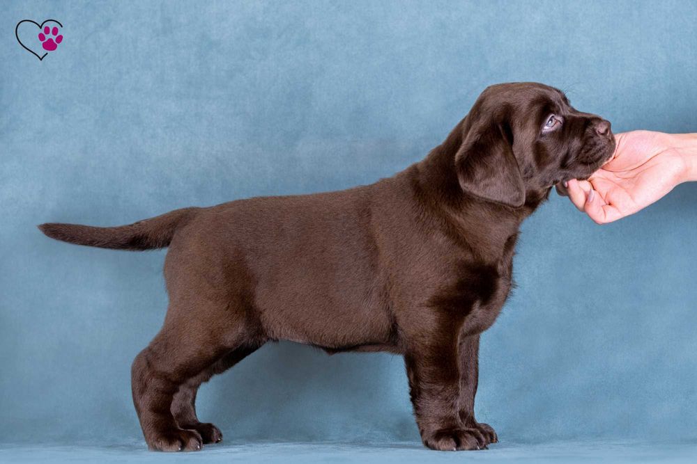 Цуценя / цуценята лабрадор ретривер / щенок / щенки / щеня / щенята