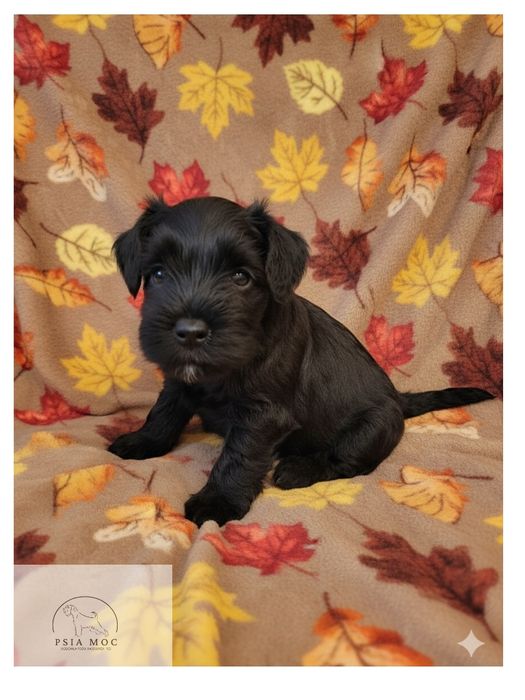 Sznaucer Miniaturowy Czarny FCI