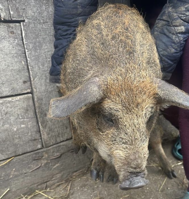 Продаж поросят пухової Венгерської мангалиці