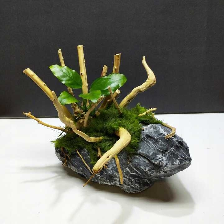 Aranżacja do Akwarium - Aranżacja Bonsai - 20x15x13cm  [WYSYŁKA]