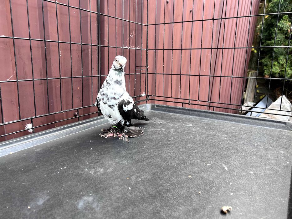 Motyl Warszawski 2023r Samica