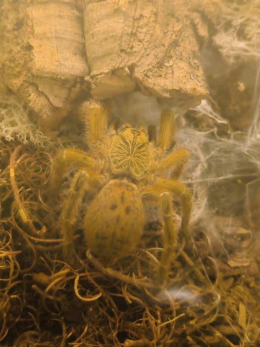 Pająk- Pterinochilus murinus usambara (samica)