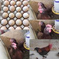Инкубационное яйцо помеси Маран и Ливенские ситцевые
