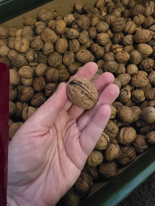 Orzechy włoskie tegoroczne 12zł -1kg