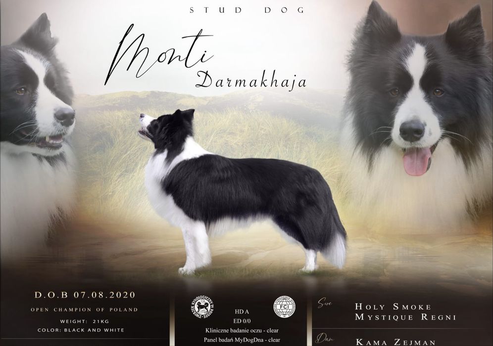 Border Collie piesek. Linia Show. ZKWP/FCI