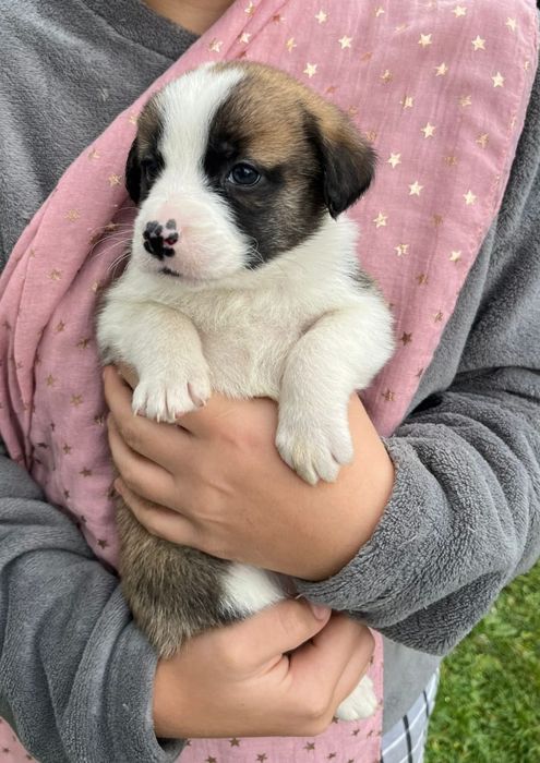 Віддам в добрі руки, цуценят