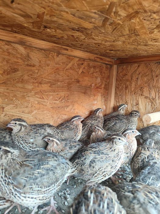 Przepiorki texas faraon celadon promocja