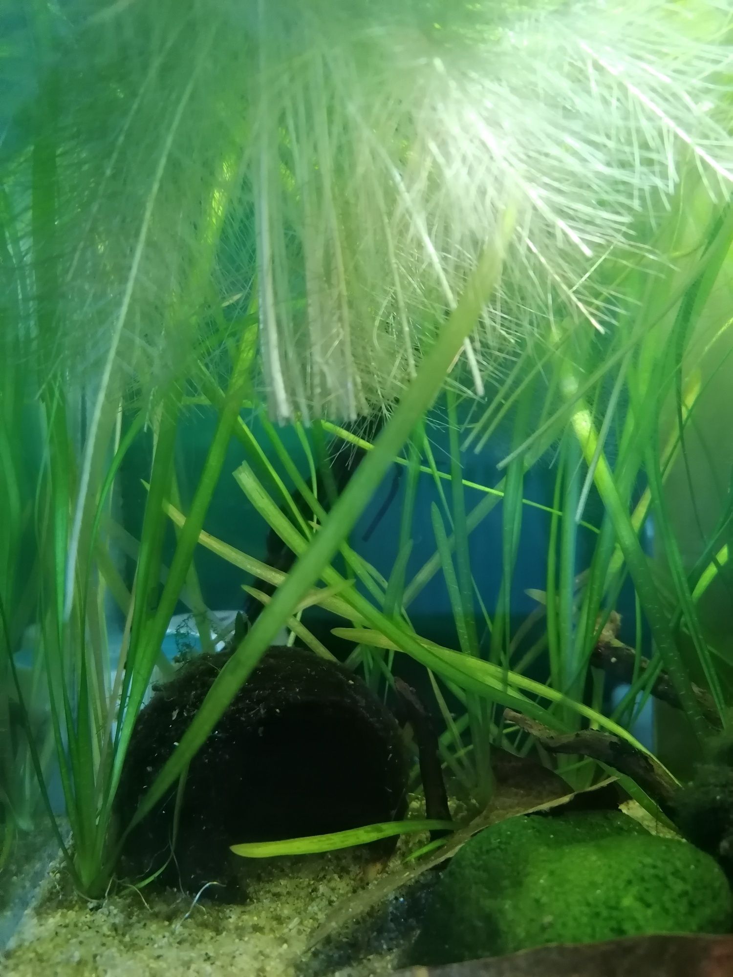 Vallisneria Gigantea