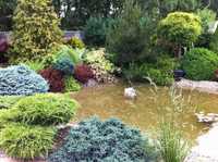 Zakładanie i pielęgnacja ogrodów ogrodu usługi ogrodnicze przycinanie