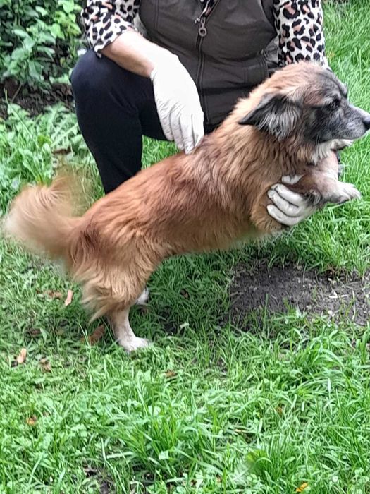 Tobi, maleńki piesek szuka nowego domku