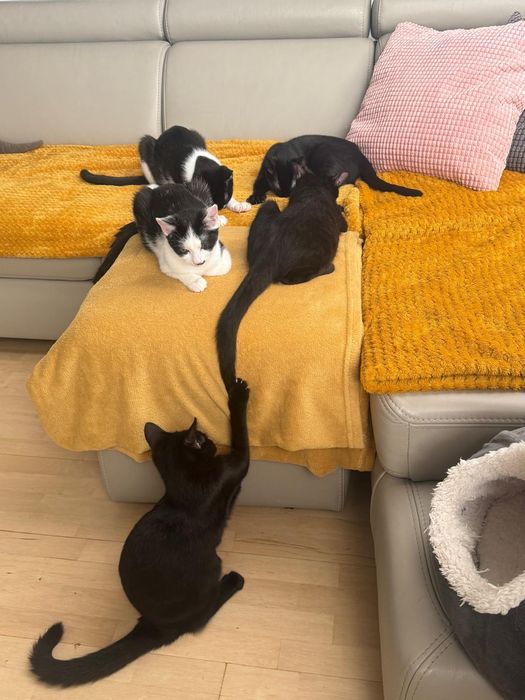 Bazyli, Jaśminka i Kalinka - małe kotki do adopcji