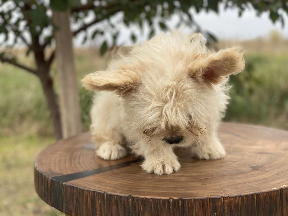 Кремовий хлопчик флудель флаффі, генний на пінк