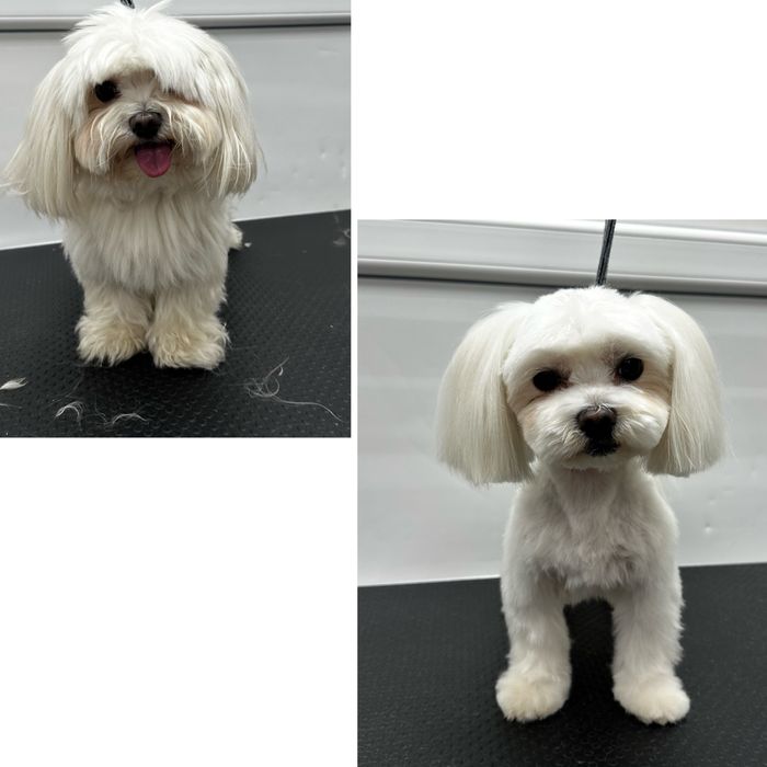 Грумінг домашніх тварин - стрижка собак - р-н ХТЗ