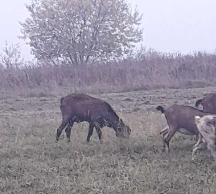 Цапи для паровки кіз