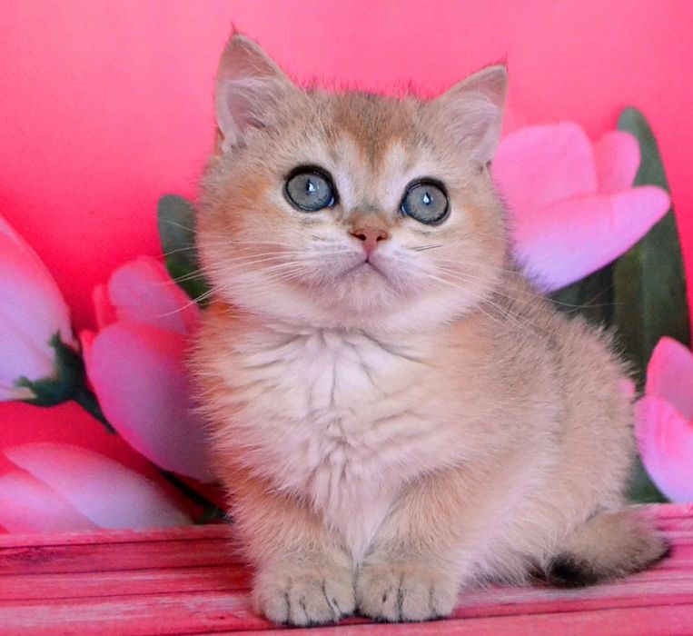 Котята британские ( девочка ) золотистая шиншилла
