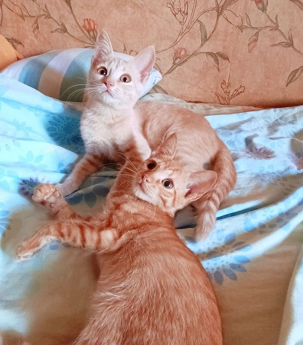 Котята отдам красивый котенок девочка