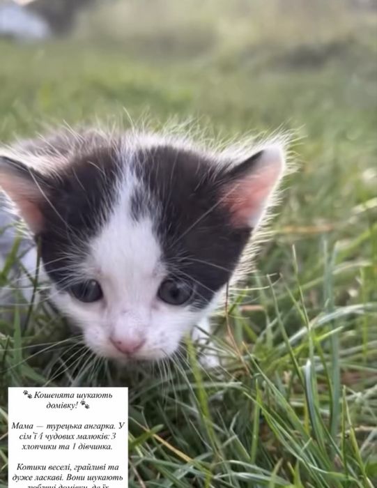 Кошенята шукають домівку