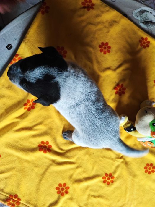 Suczka Australian Cattle Dog