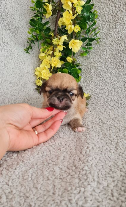 Excelente mini semi pelo Chihuahua/Chiuaua de Qualidade