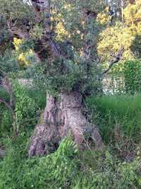 Oliveiras e venda de terra preta