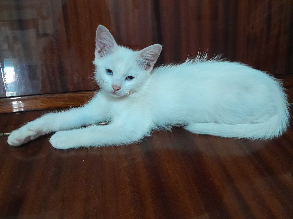 Киці безкоштовно