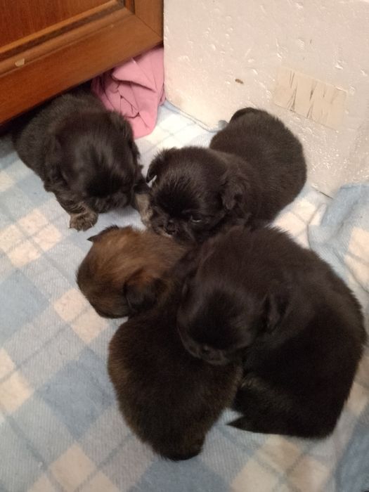 Продажа  пикинеса