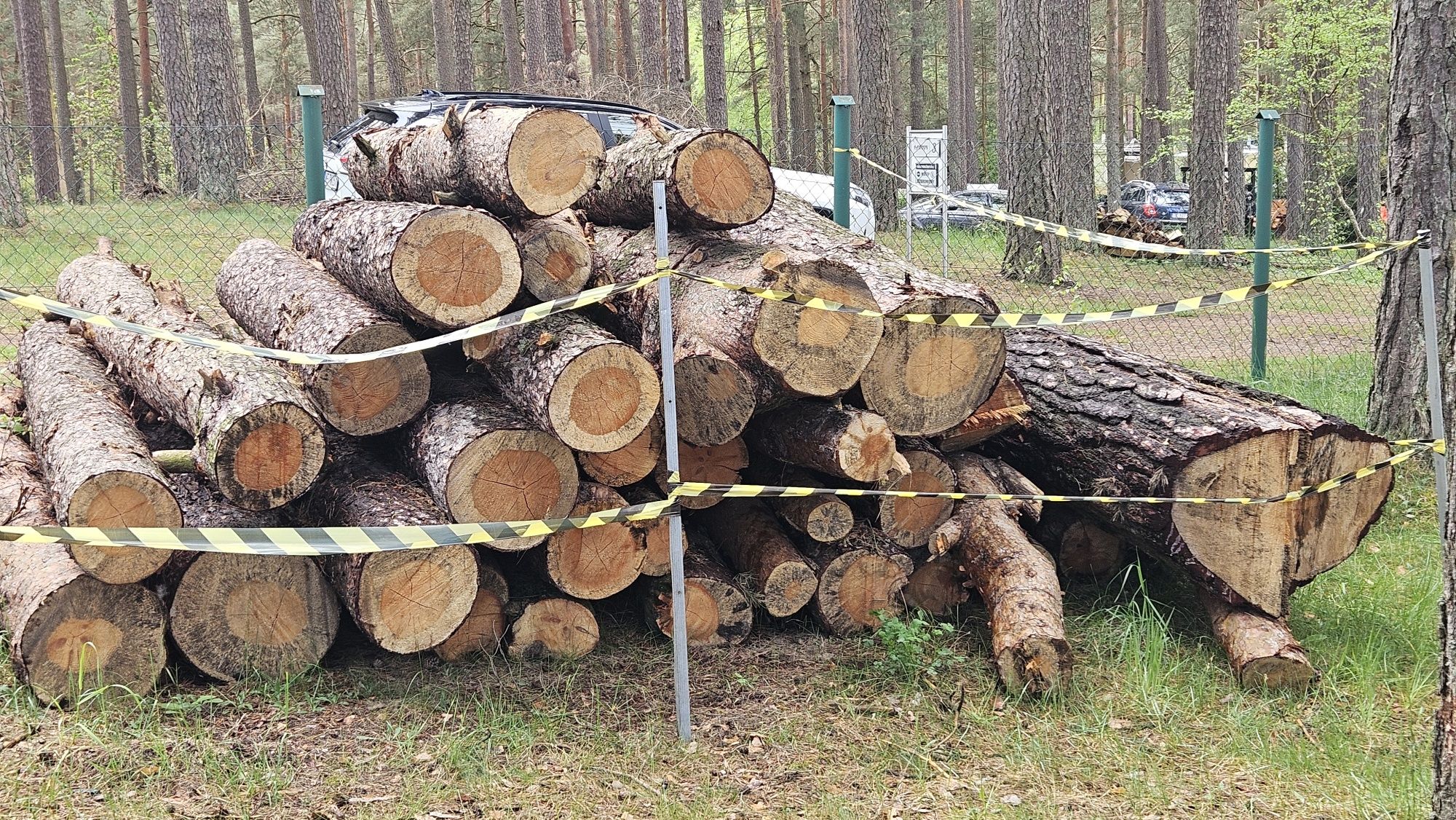Drewno, drzewo, sosna