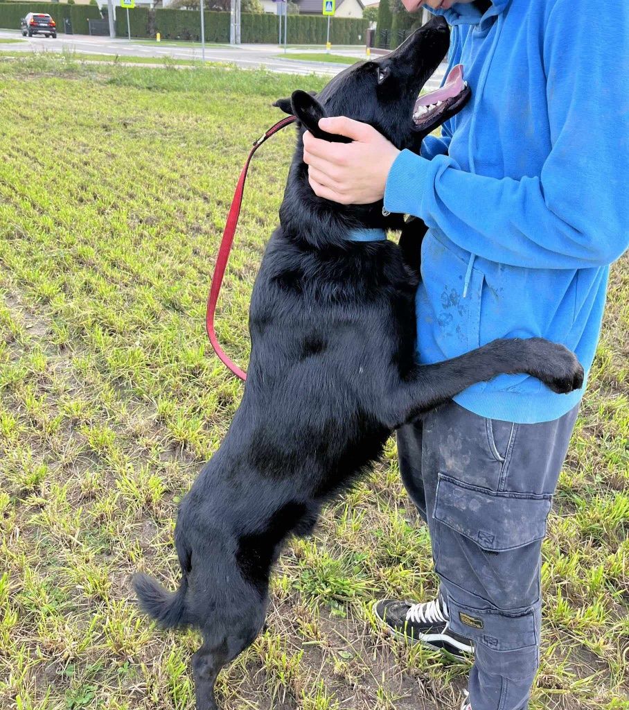 Franuś szuka swojego Człowieka