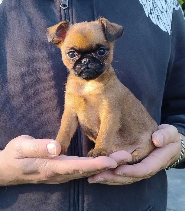 Brabantczyk, gryfonik brabancki, malutki piesek, po championach
