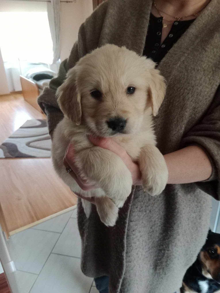 Sprzedam szczenię Golden Retriever z rodowodem