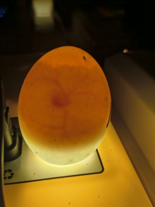 Jajka lęgowe od kaczek biegusów.