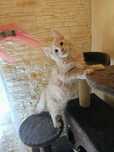 Maine coon kocur