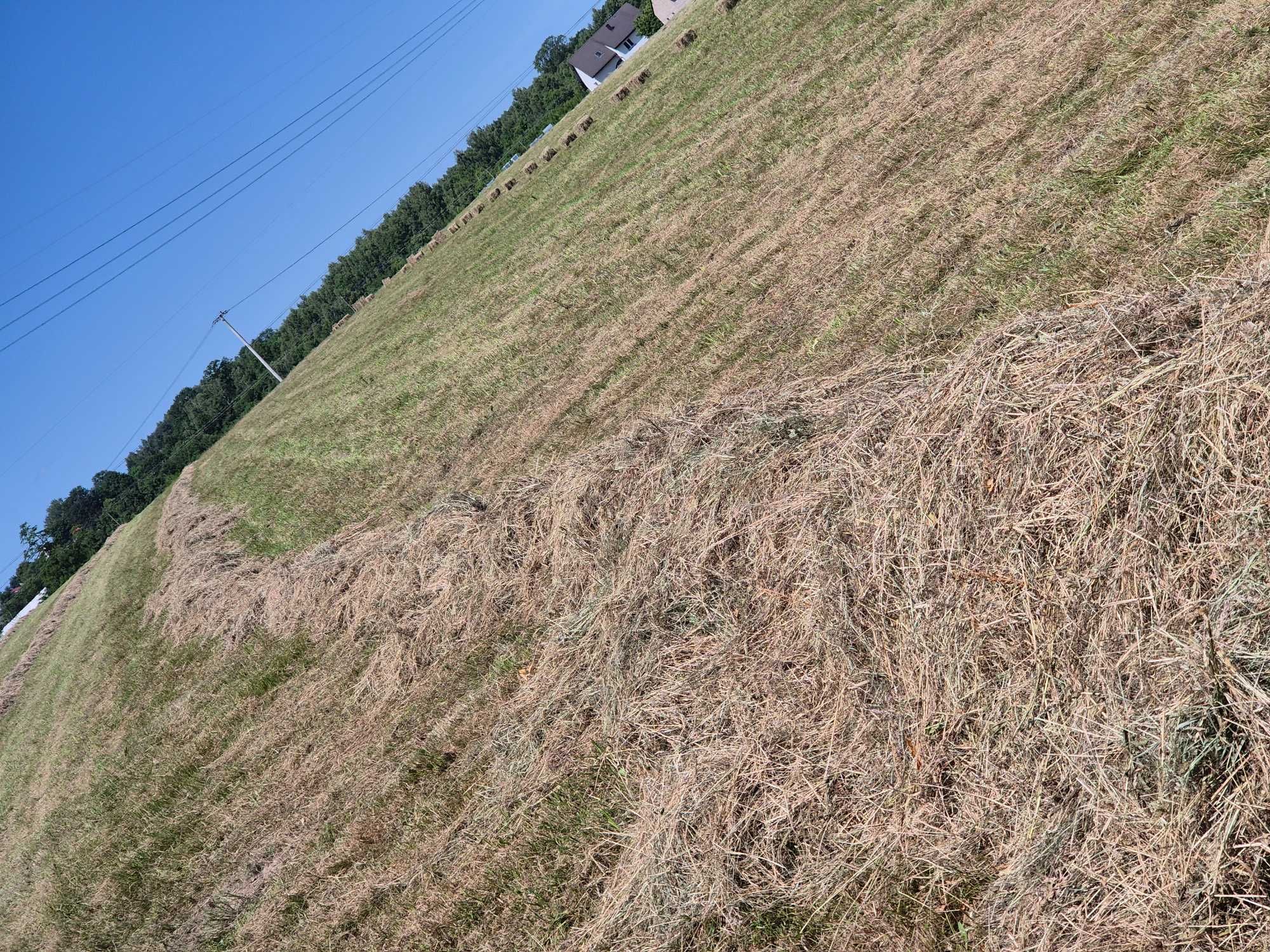 Siano Lucerna Koniczyna Trawa Łąkowa Trawa Pastewna czerwiec 2023
