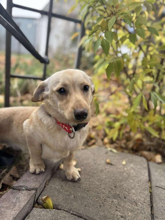 Śliczna sunia do Adopcji