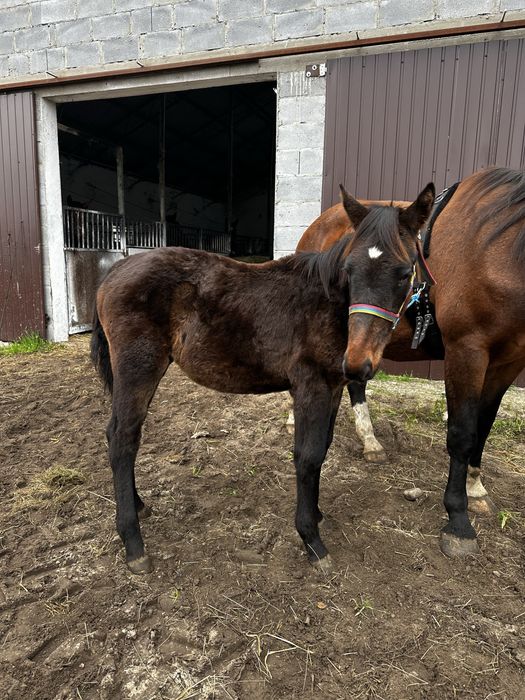 Klaczka śląska 7 miesiecy