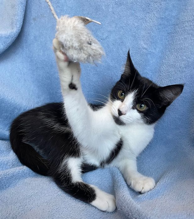 Отдам котёнка бесплатно