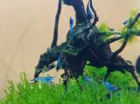Krewetki Blue Velvet