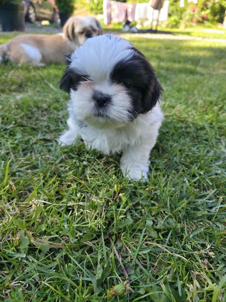 Sprzedam Pieska shih tzu