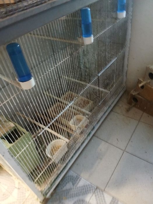 Vende-se 2 casais de pyrruas e várias gaiolas