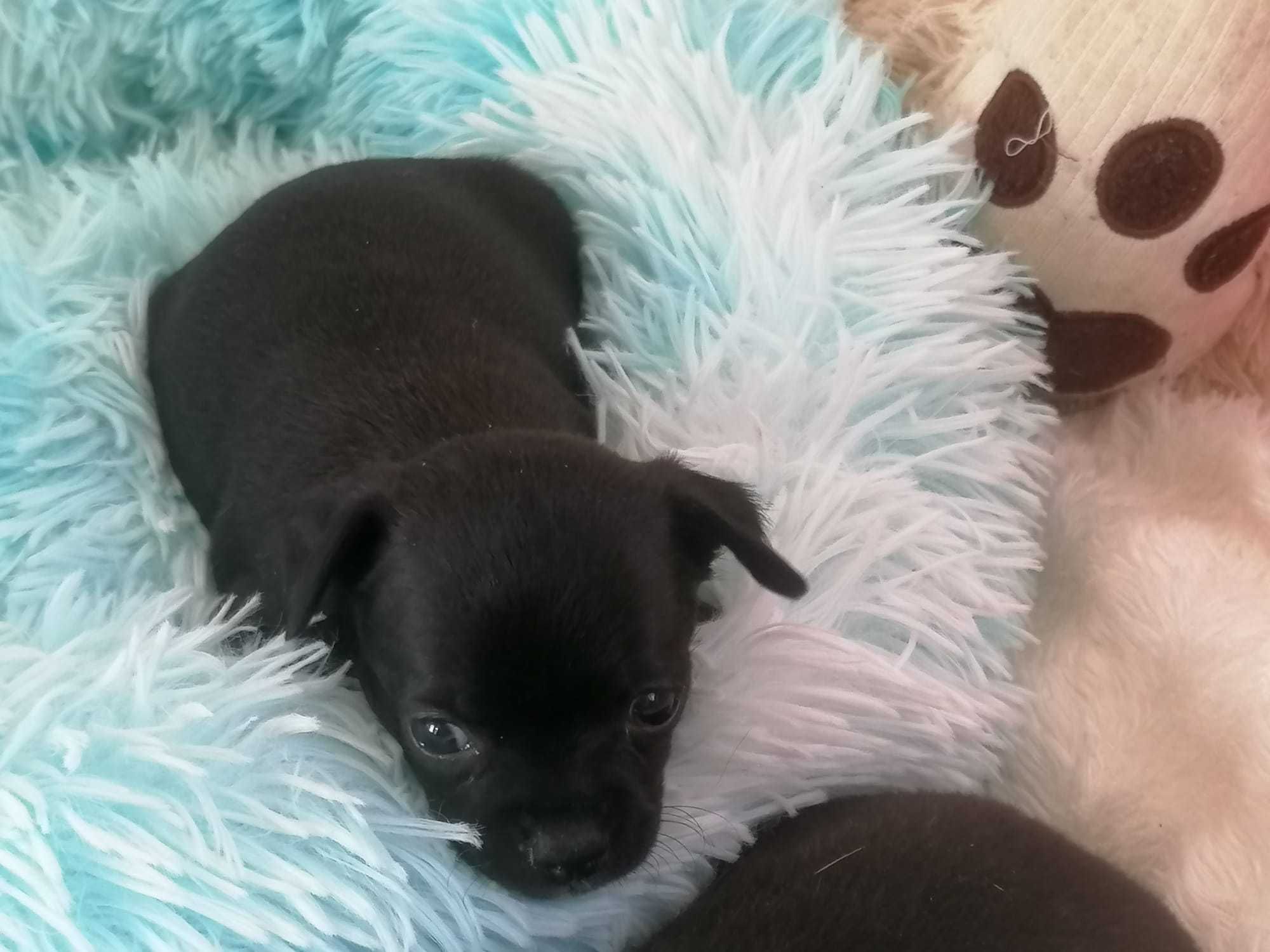 Chihuahua Menina