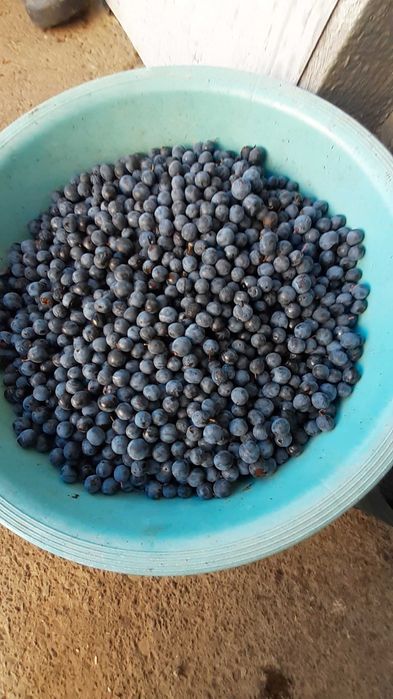 Терен чорний плоди зібрано вручну в екологічно чистій з Прикарпаття