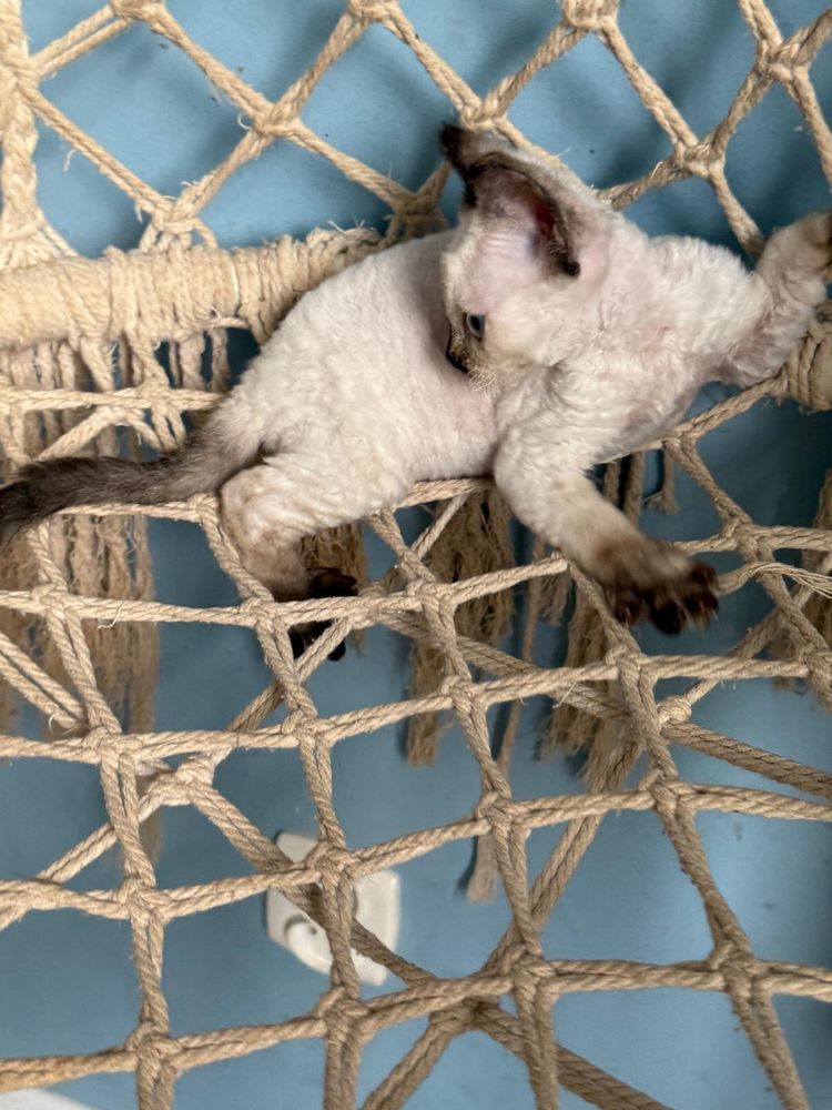 Kotka Devon Rex FPL