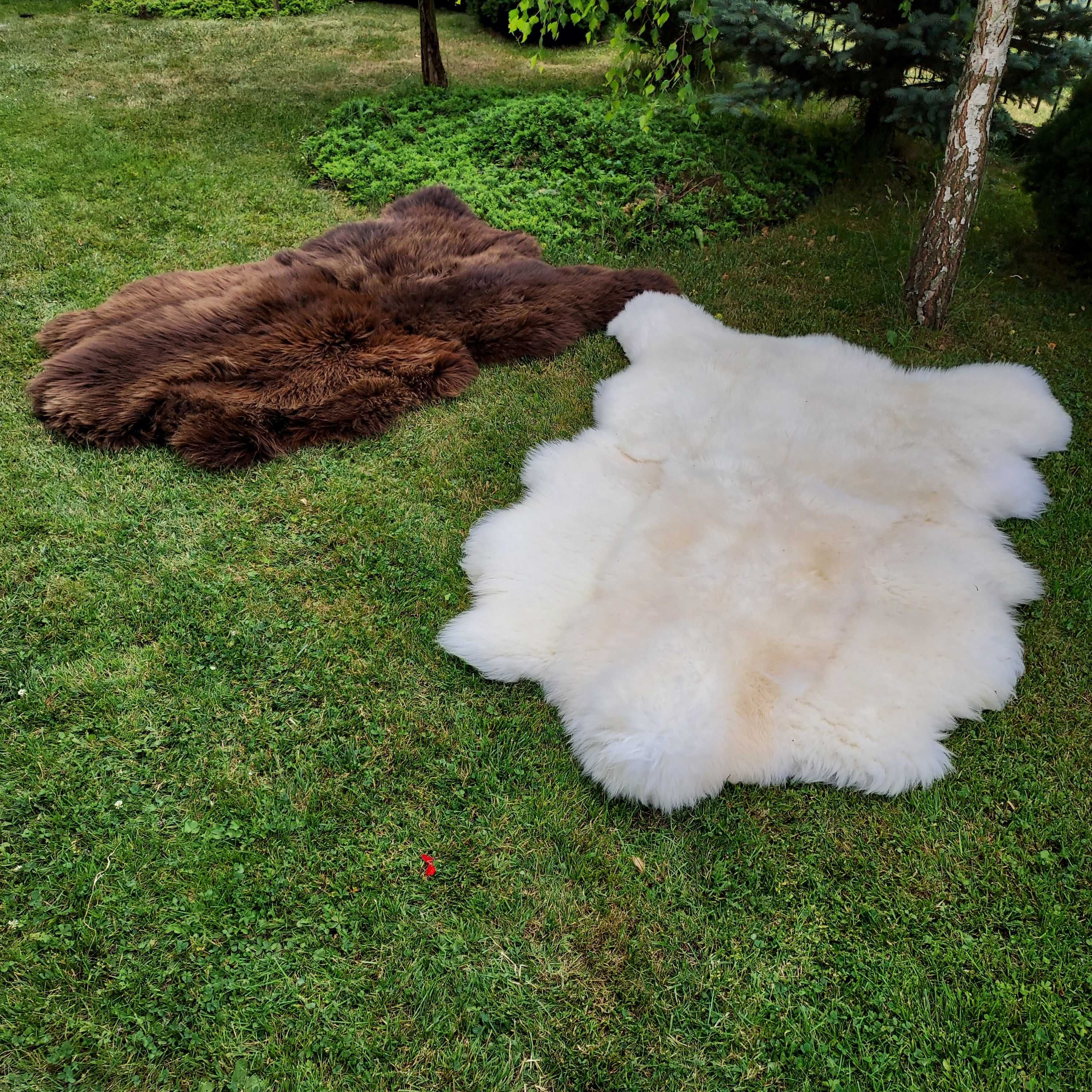 Skóra Niedźwiedź Dywan XXXL Skóra Owcza Naturalna WIelka Skóra Dywan