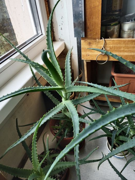 Распродажа  Столетники  и агава