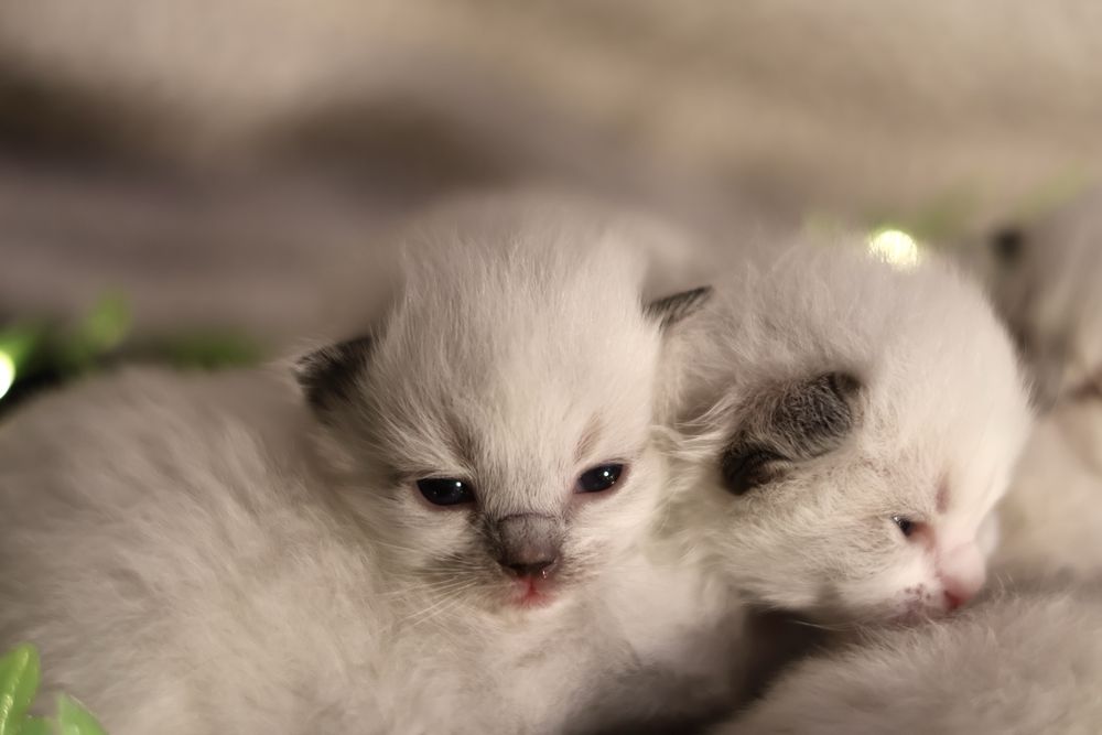 Ragdoll najlepszy twoj przyjaciel